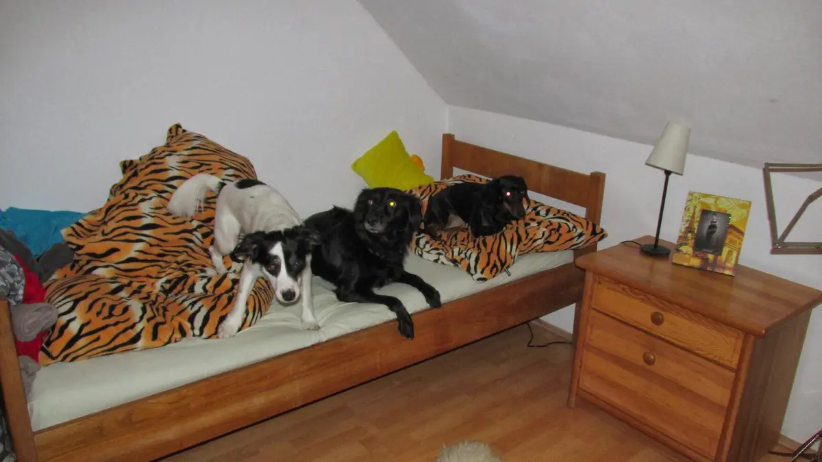 Ilustrace k článku